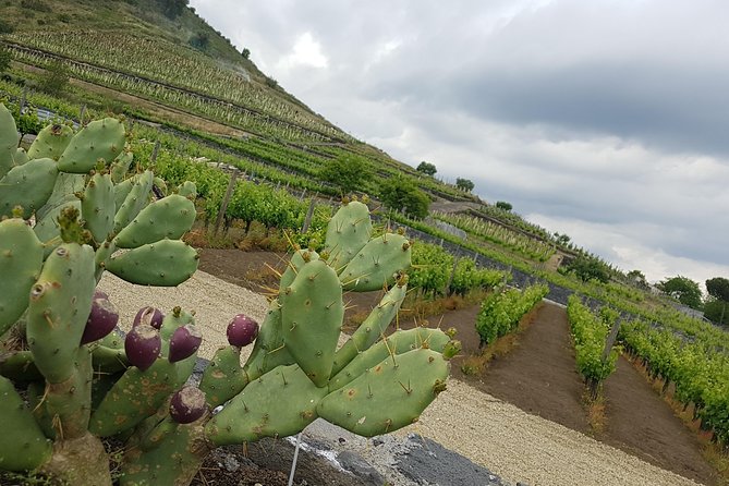 Etna Easy & Winery from Messina, Catania or Taormina/G. Naxos - What private touring changes