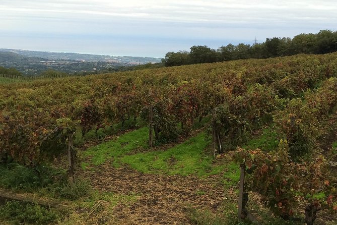 Etna Tour and Lunch in a Winery with Wine Tasting - The drivers make or break the day