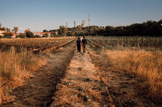 Etna Urban Winery - Sunset vineyard Walk and Tasting Dinner - Four Etna wines paired with a full tasting menu