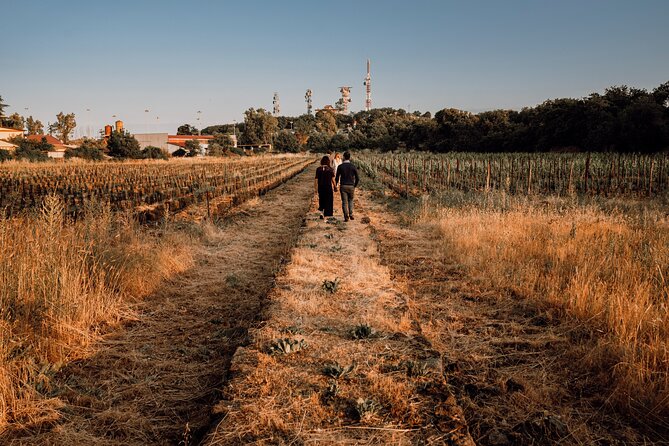 Etna Urban Winery - Sunset vineyard Walk and Tasting Dinner - Who should book this Etna evening