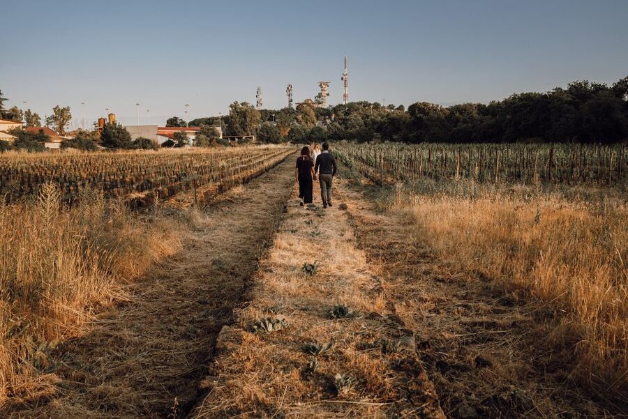 Etna Urban Winery, Vineyard Walk & Sunset Tasting Dinner - Key points at Etna Urban Winery