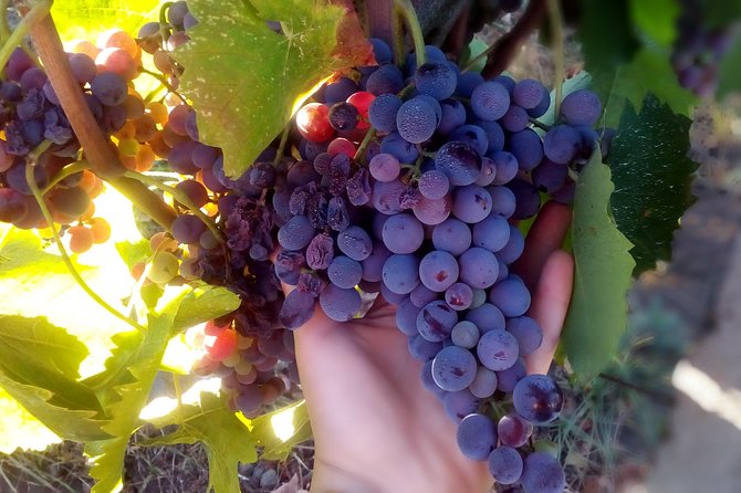 Etna Wineries Tour - Small Groups from Taormina - The Second Winery and the Long Sicilian Lunch