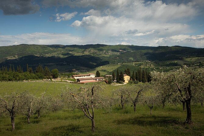 Exclusive lunch, Winery tour, Organic wines in Chianti Classico - Who will enjoy Panzanello most