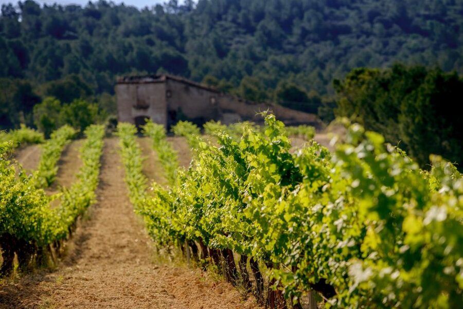Exclusive Penedes wine tour & brunch in the vineyard - Three sparkling wines with the winemaker