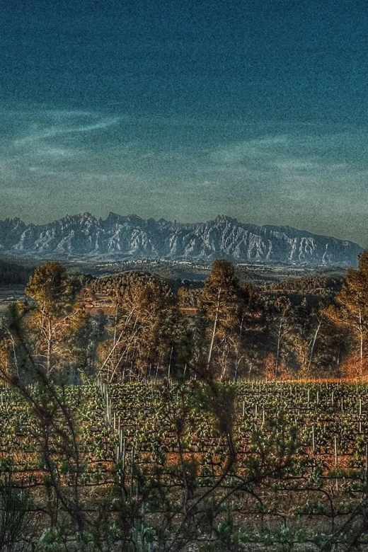 Exclusive Penedes wine tour & brunch in the vineyard - My booking advice
