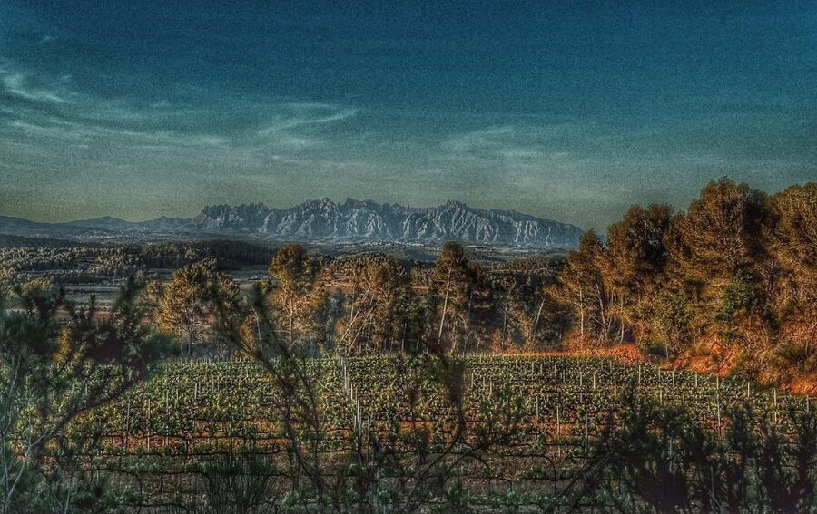 Exclusive Penedes wine tour & brunch in the vineyard - A 4x4 ride through Penedes vineyards