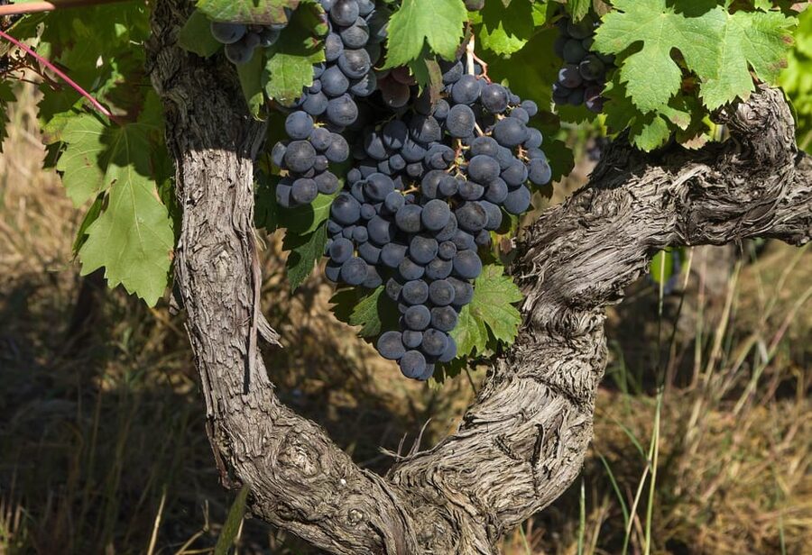 Exclusive Wine Tour: Sardinian Winery + Round-Trip Transfer - Key points at a glance