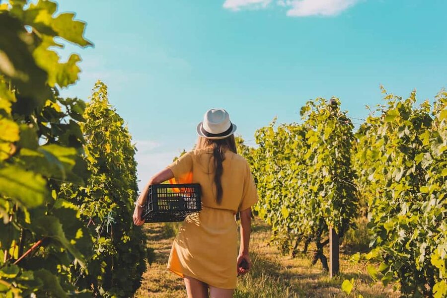 Exclusive Wine Tour: Sardinian Winery + Round-Trip Transfer - Why the winery visit is the main attraction