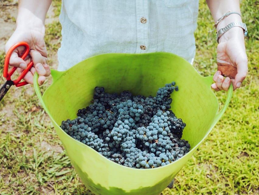 Exclusive Wine Tour: Sardinian Winery + Round-Trip Transfer - A close look at the return journey