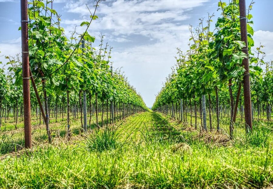 Exclusive Wine Tour: Sardinian Winery + Round-Trip Transfer - Who will enjoy this Sardinian wine experience?