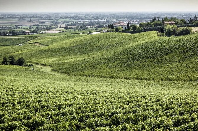 Experience Emilian Wines at Bologna Vineyard Vista - Who will enjoy this most