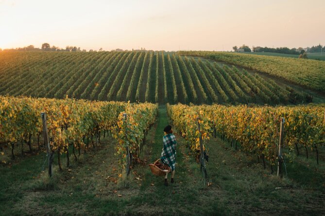 Experience Emilian Wines at Bologna Vineyard Vista - Important booking details before you commit