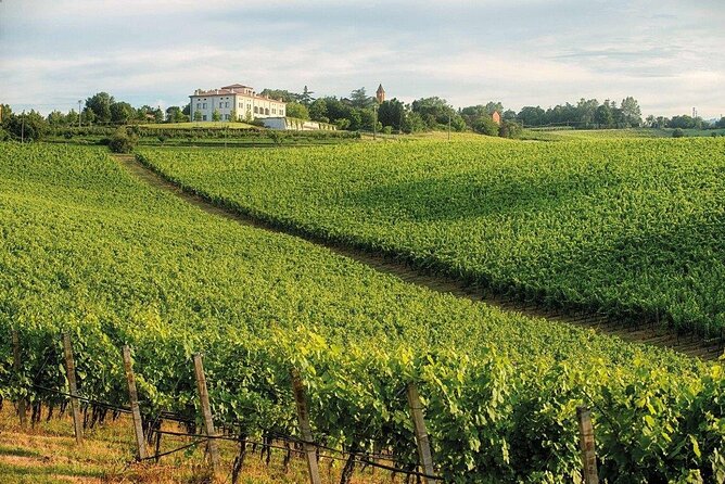 Experience Emilian Wines at Bologna Vineyard Vista - The wines: a useful introduction to Emilia-Romagna