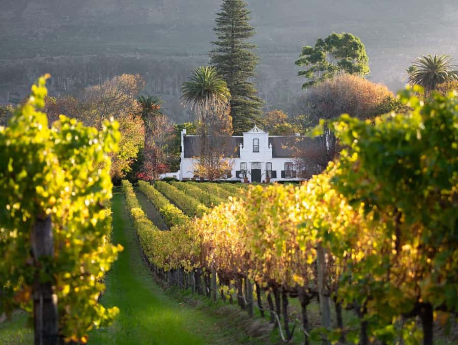 Explore Table Mountain, Kirstenbosch, & Constantia wineries. - Should you book it?
