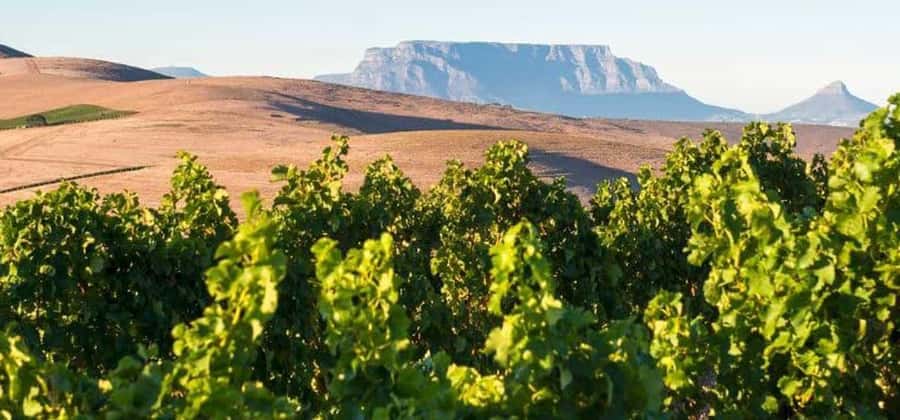 Explore Table Mountain, Kirstenbosch, & Constantia wineries. - Reaching Table Mountain by cable car