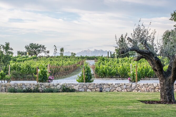Familia Torres Winery: Gastronomic Tapas & Wine Experience - Who gets the best value from $151.23