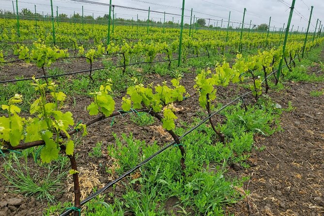 Family-owned Winery Tour with Candy Cane Mountain visit - Is $345 per person a fair price?