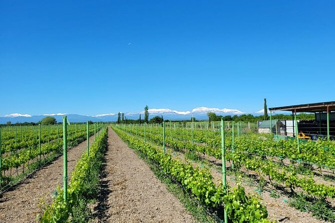 Family-owned Winery Tour with Candy Cane Mountain visit - The winery visit from 12:00 to 2:00