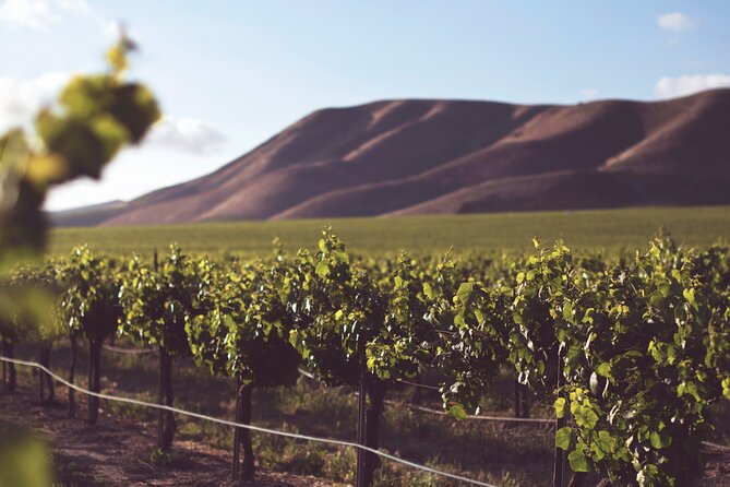 Family Winelands & Wildlife: Stellenbosch and Paarl - What the $256.56 group price really means