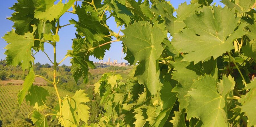 Florence: Chianti Villages, San Gimignano and Winery Tour - Should you book the Chianti and San Gimignano tour?