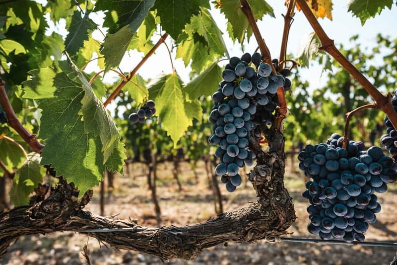 Florence: Chianti Vineyards Tour with Wine Tasting & Dinner - Who should book this Chianti evening?