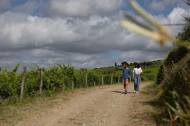 Florence: Hiking Tuscany & Chianti wine 3 wineries and lunch - Olive groves, lunch, and the second winery