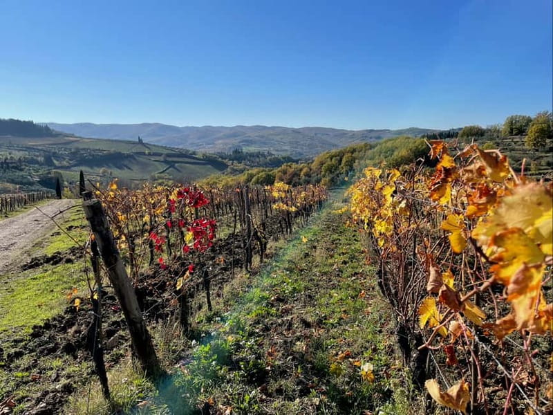 Florence: Hiking Tuscany & Chianti wine 3 wineries and lunch - The modern winery above Montefioralle