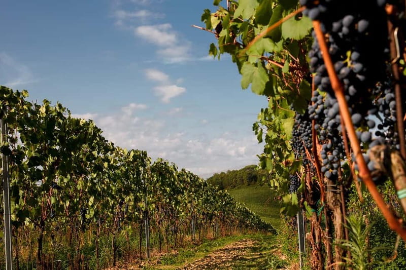 Florence Hills : Winery Tour 18 km from Florence - Key points to know before booking
