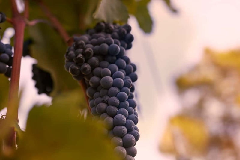 Florence Hills : Winery Tour 18 km from Florence - Leaving Florence for the San Vito hills