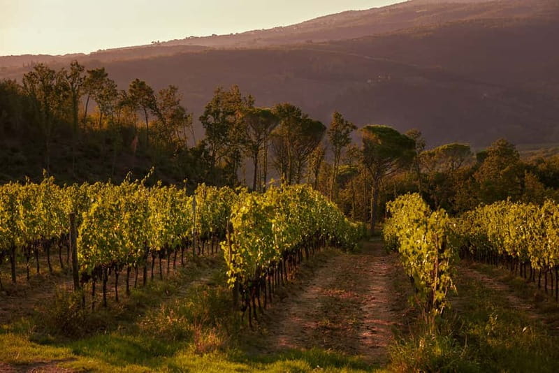 Florence Hills : Winery Tour 18 km from Florence - Walking among vineyards and olive groves