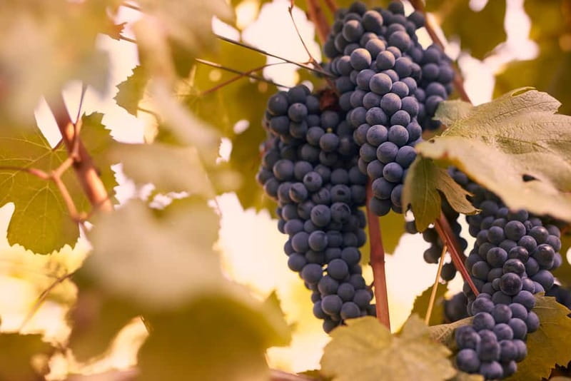 Florence Hills : Winery Tour 18 km from Florence - Is $23 a fair price?