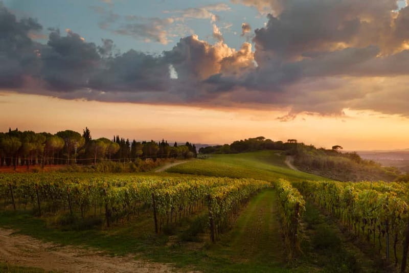 Florence Hills : Winery Tour 18 km from Florence - The farm story begins in 1960