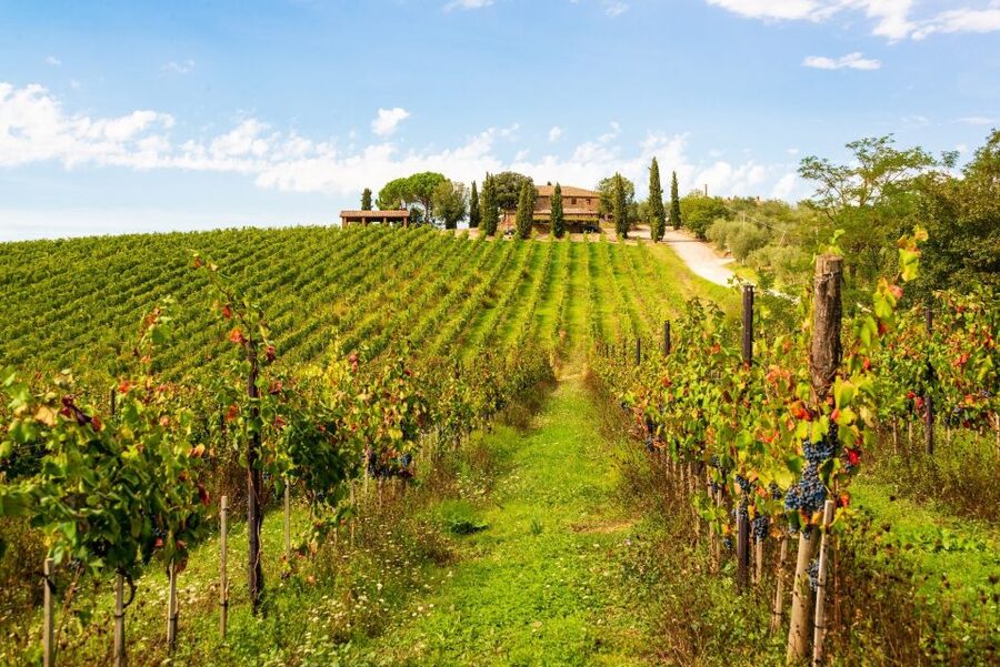 Florence: Private full day tour to Chianti Wine Region - Why a private car makes sense in Chianti