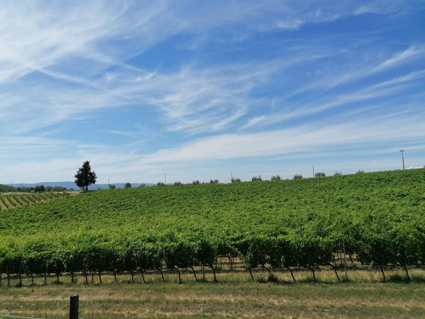 Florence: Private Vintage Fiat500 Countryside & Winery Lunch - Is $210 per person good value?