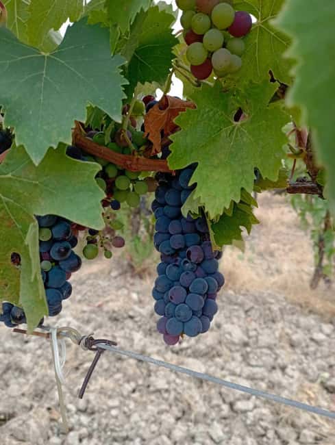 Florence: Secret of Wine and Cheese in a Winery - Ten Tuscan wines, explained one glass at a time