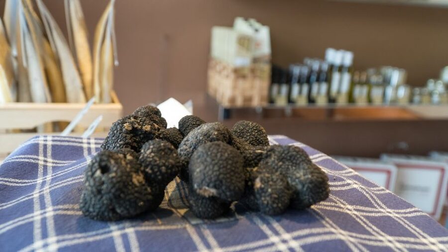 Florence: Truffle Hunting and Vinci with Lunch and Winery - A full Tuscan day built around truffles