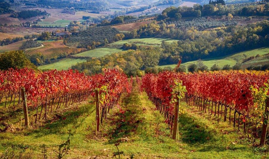 Florence: Tuscany Chianti Winery Private Day-Trip with Lunch - A family-run estate with medieval cellars