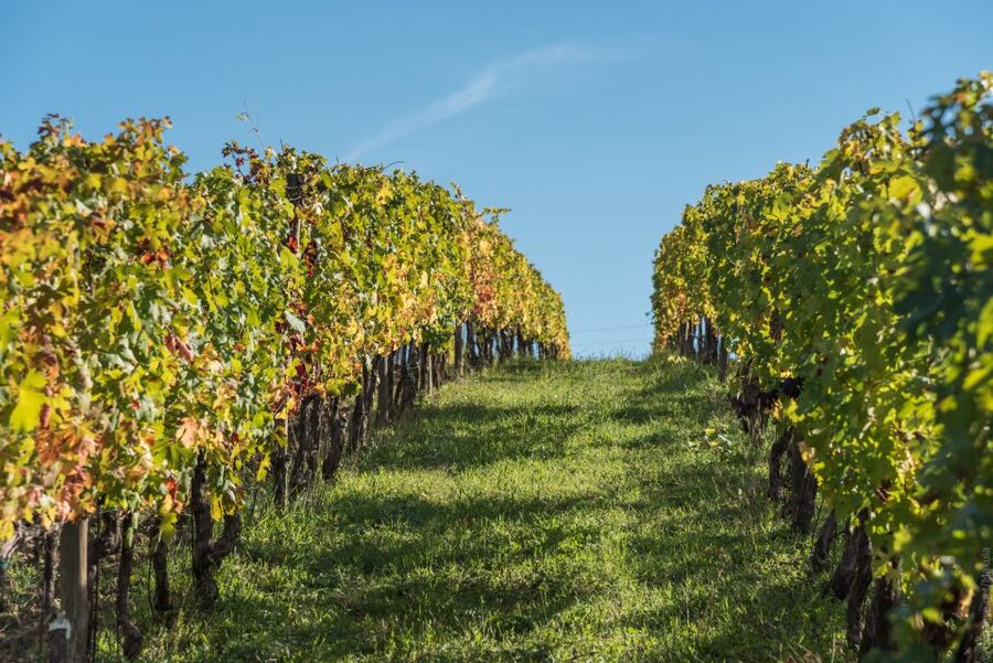 Florence: Tuscany Chianti Winery Private Day-Trip with Lunch - Is $258 per person a fair price?