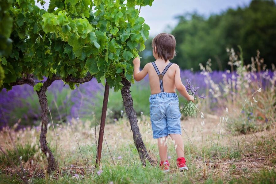 Florence: Wineries, Tastings, Lunch & San Gimignano Day Trip - Should you book it?