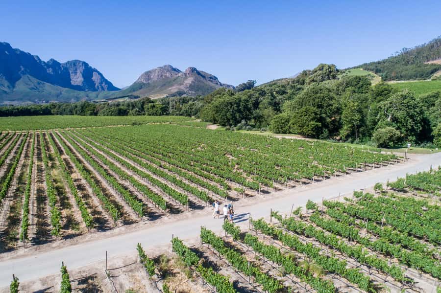 Franschhoek: An enchanting storytelling walk to 3 wine farms - Mullineux & Leeu and ten wines across the day