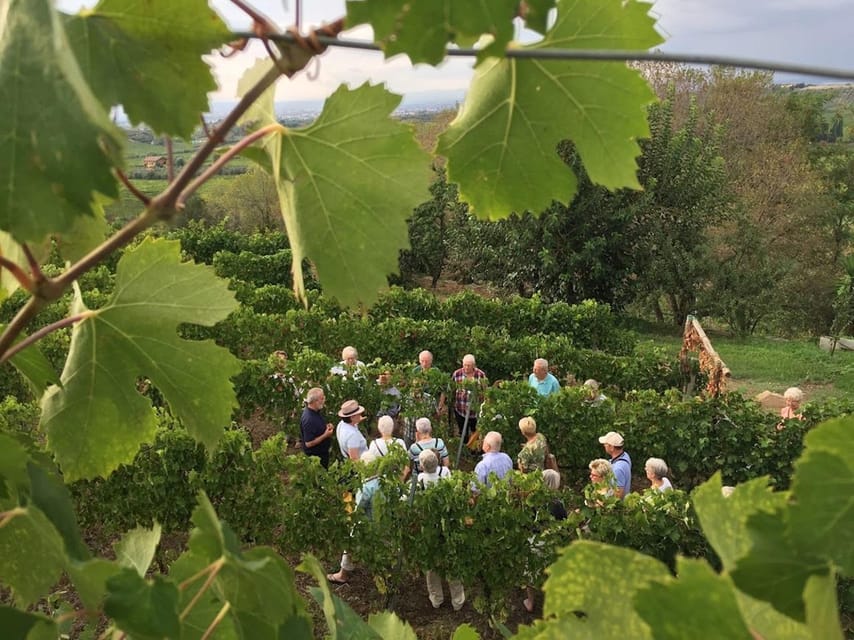 Frascati: 3-Hour Wine and Oil Tasting with Lunch/Dinner - Arriving at Vicolo di Prataporci 8