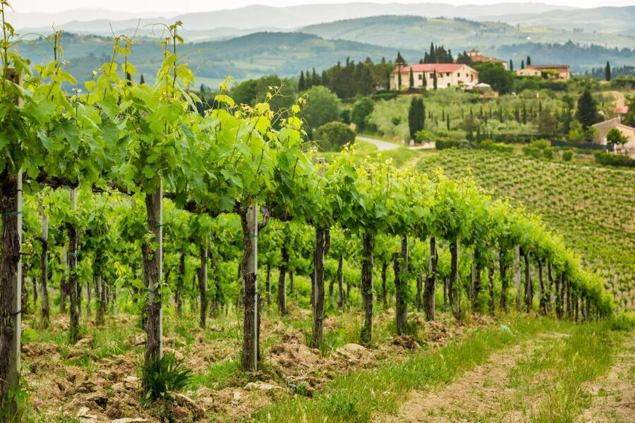 Frascati Private Tour w/ Lunch & Wine Tasting in a Vineyard - Meeting at Roma Termini and Riding to Frascati