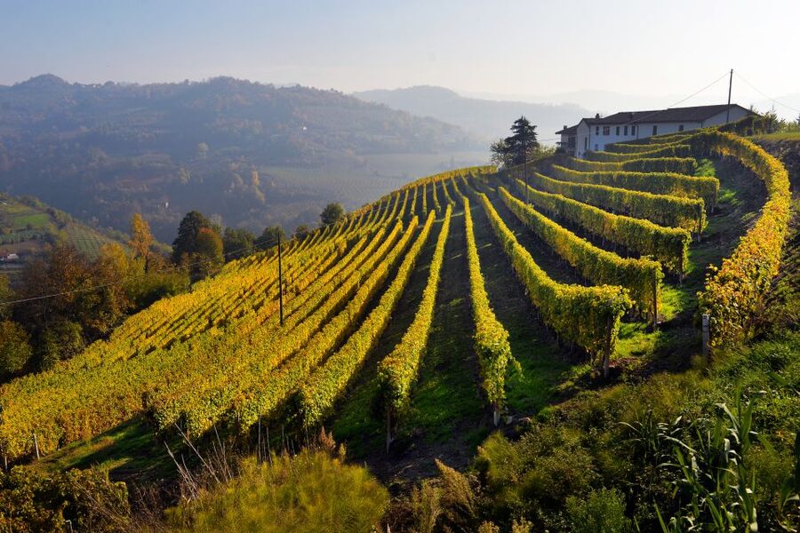 Frascati Private Tour w/ Lunch & Wine Tasting in a Vineyard - What the Wine Experience Is Really Like