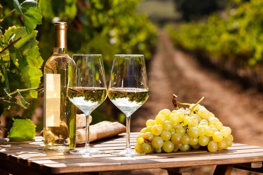 Frascati Private Tour w/ Lunch & Wine Tasting in a Vineyard - Piazza Roma and Frascati’s Compact Old Center