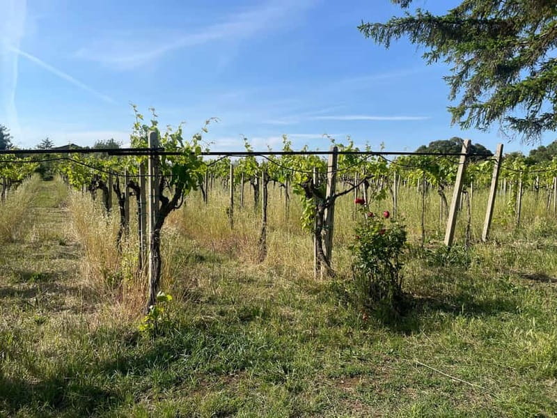 Frascati: Vineyard Wine Tasting Tour with Snacks - Key points to know before booking