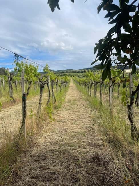 Frascati: Vineyard Wine Tasting Tour with Snacks - Who will enjoy this most?