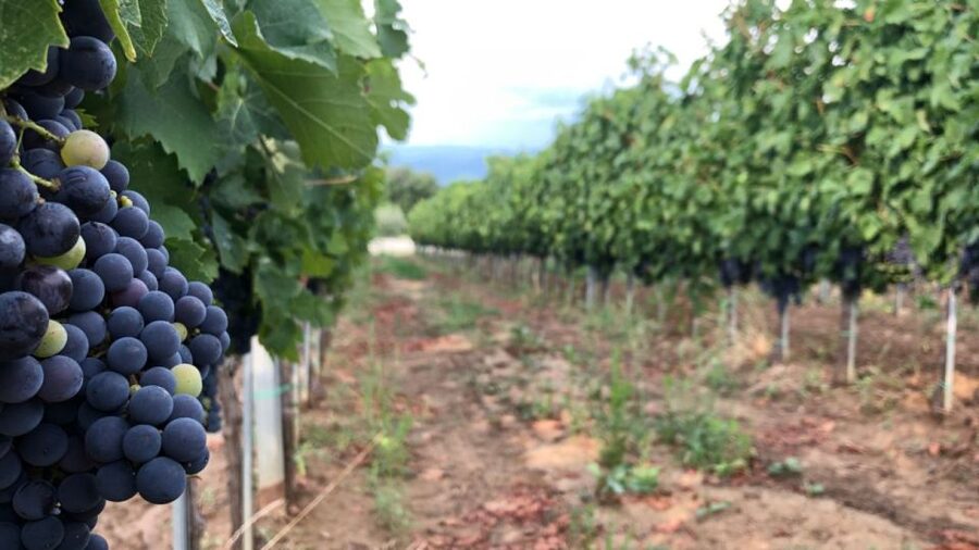 Frascati Wine Road from Rome: Tasting & Lunch - Who will enjoy this six-hour outing