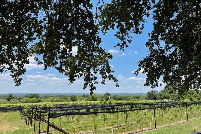 Fredericksburg Texas Area Wine Tastings: 3 Wineries and Lunch - Quick points to know