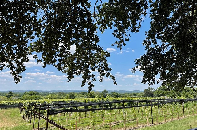 Fredericksburg Texas Area Wine Tastings: 3 Wineries and Lunch - The second and third stops: where expectations matter most