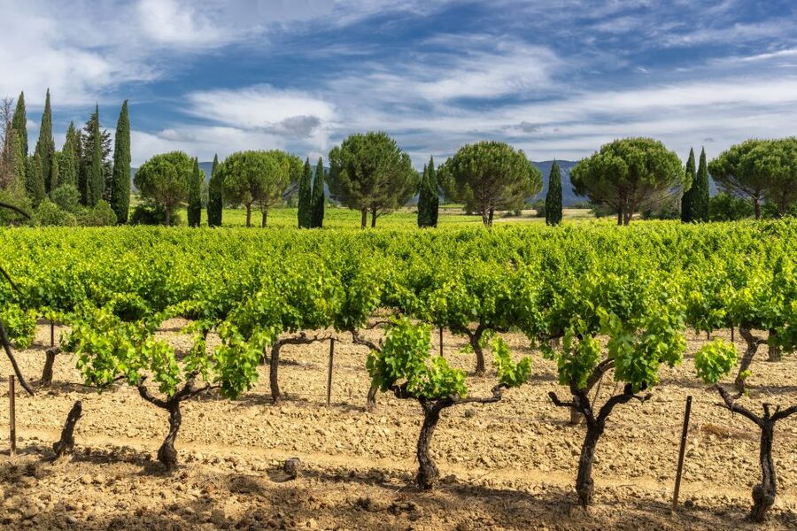From Aix-en-Provence: Châteauneuf du Pape Wineries Day Trip - The first winery visit and tasting